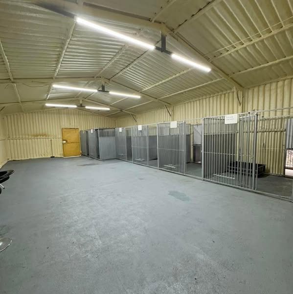 Inside the kennel block, a row of bright clean runs